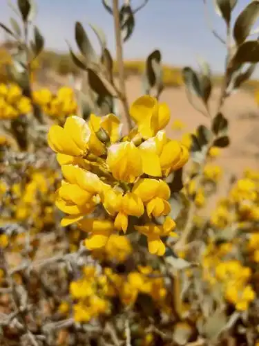 经济技术开发区境内的荒漠随处可见从春到冬都常绿的固沙灌木沙冬青