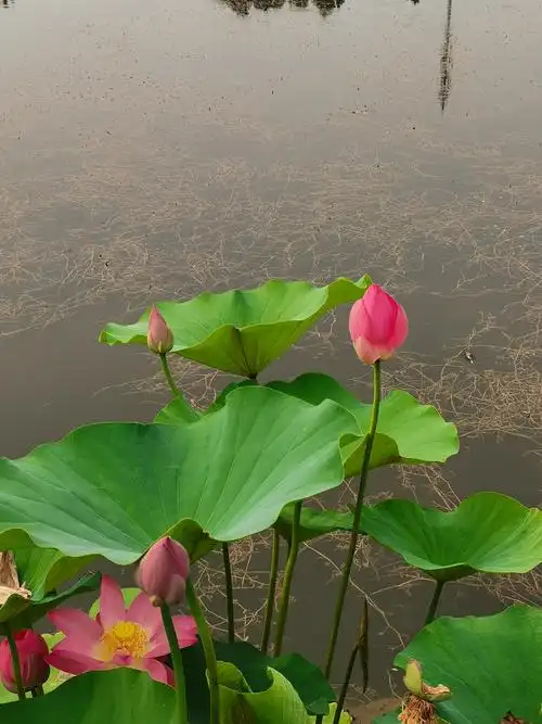 水中璀璨的荷花首发