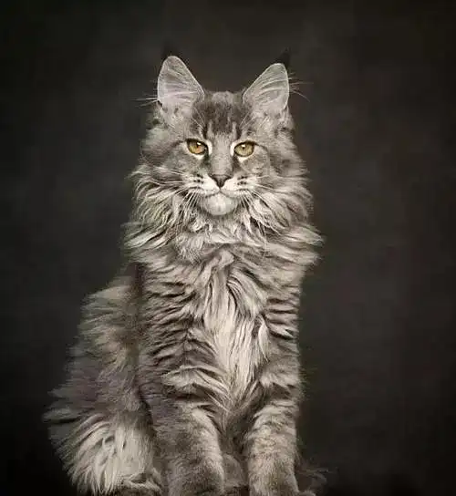 有包包大人了解缅因猫的吗