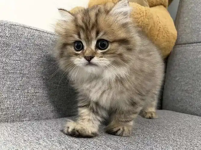 北京求猫求一只长毛黑金渐层