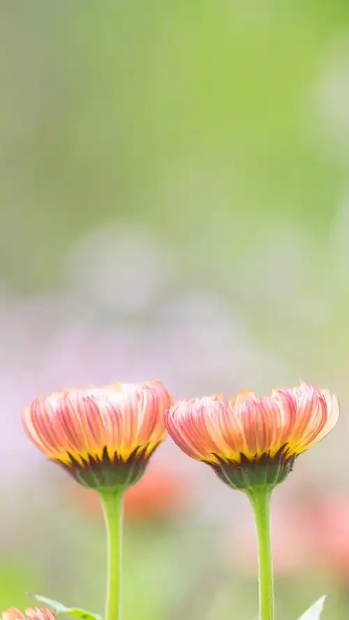 清新淡雅的花卉图片手机壁纸~~清新好看的植物图片很适合做壁纸哦
