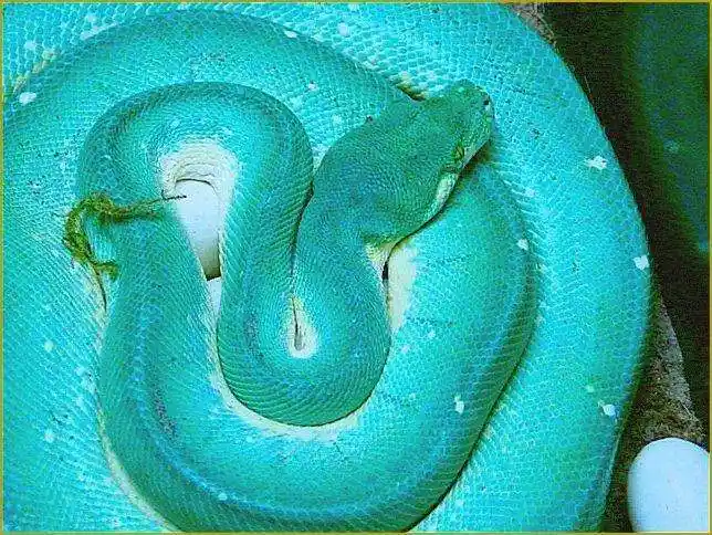 世界上最珍贵的蛇,一条就要几十万,非土豪不可得