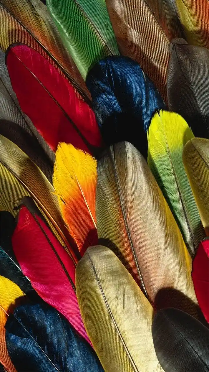 炫彩羽毛超无水印手机壁纸下载-创意-手机壁纸下载-美桌网