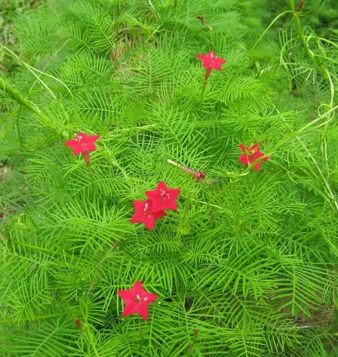 夏天的花之茑萝