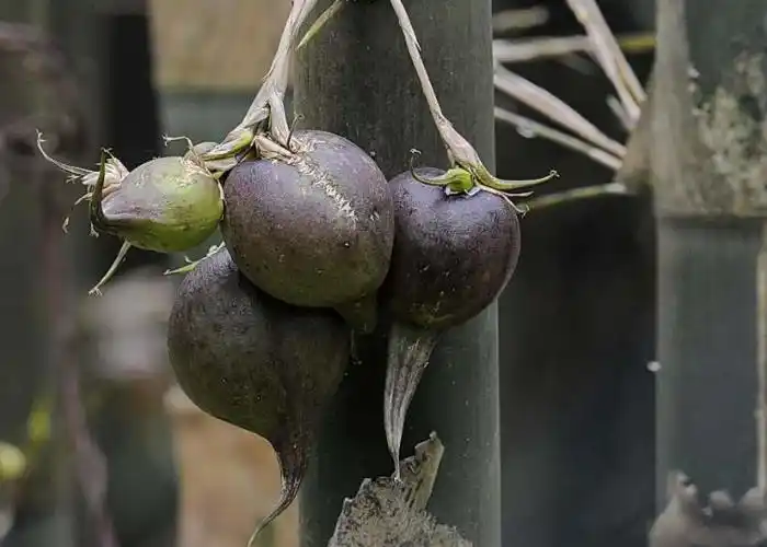 原来竹子也有果实,50年才结一次果,口感绵密,还十分可口?