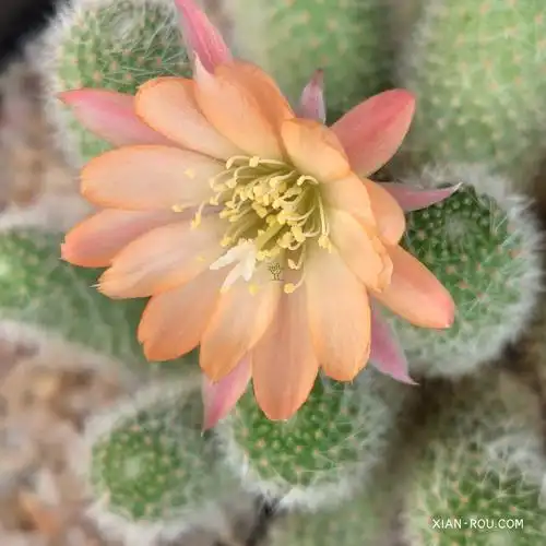 日出仙人球rebutia sunrise