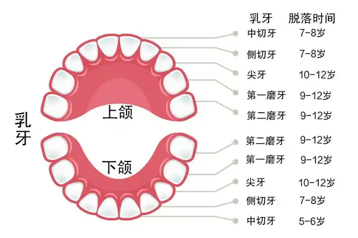 儿童换牙齿的顺序图