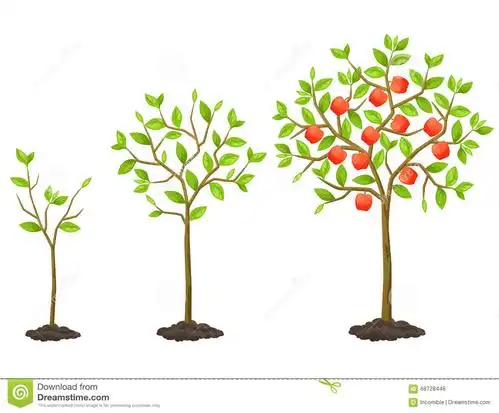 生长周期从幼木到果树 农业小册子的例证,飞行物庭院.