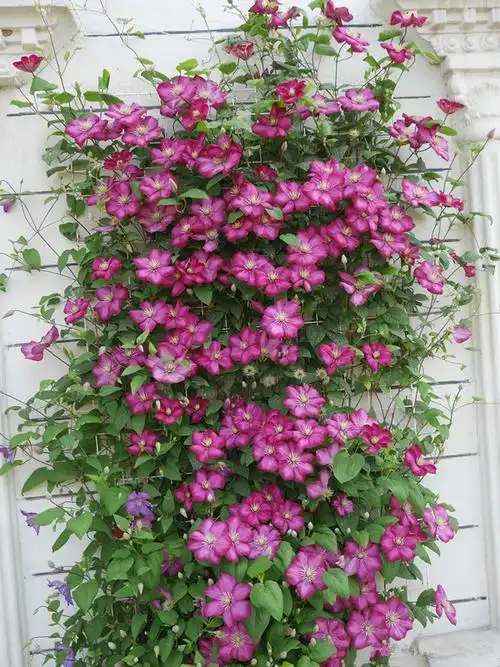 一款很耐寒的铁线莲,东北露养无压力,花多花期长,适合北方花友