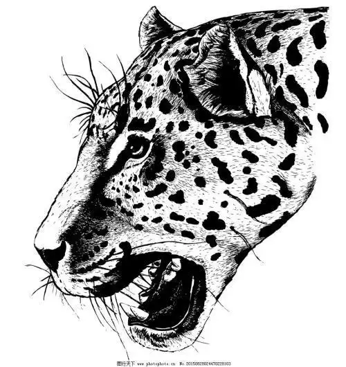 豹子正面头像简笔画