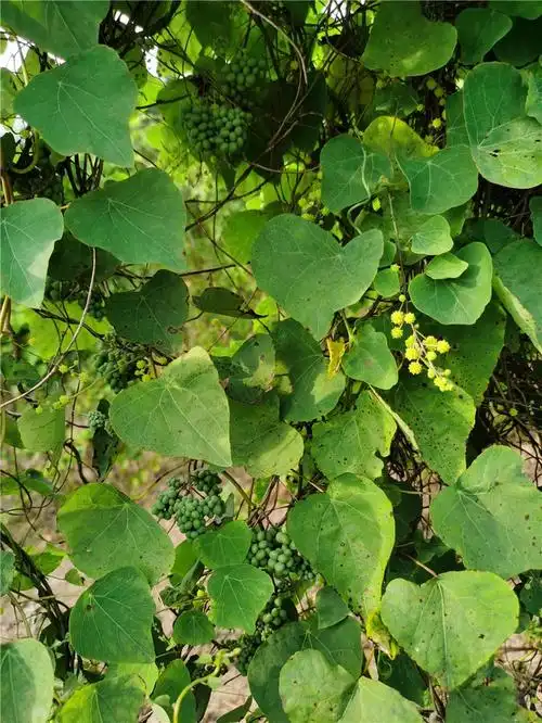 防己 大量供应粉防己种子 现在接受预订!