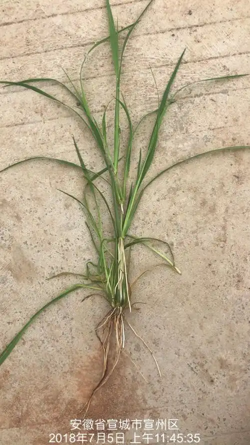 如何对付抗性千金子?