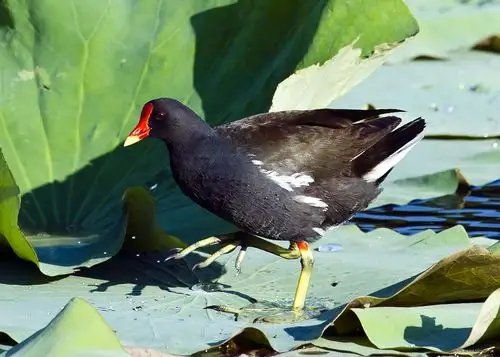 水鸡- 水鸟版 鸟网