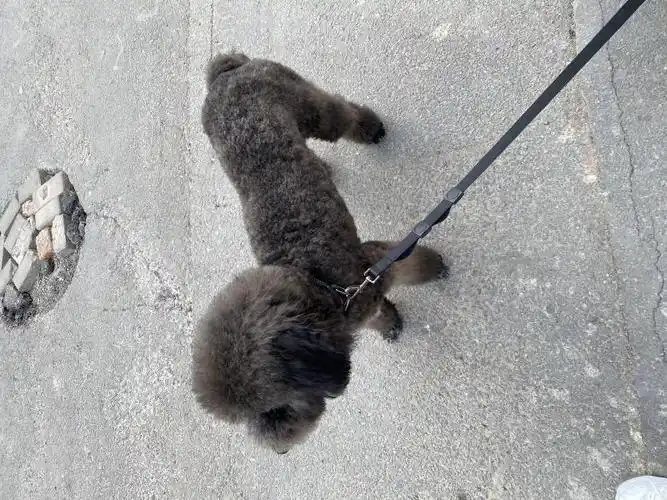 出售巨贵家里狗太多有点养不了