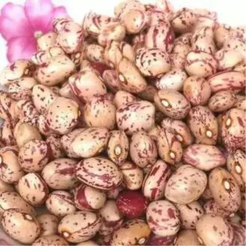 黔江肾豆 包邮17年秋季800克新豆云南大理洱源特产农家 雀蛋豆