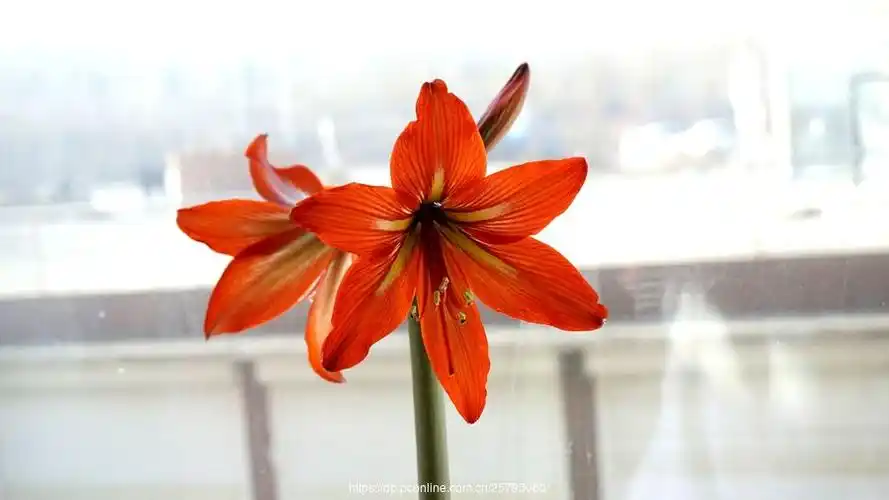 对红花开红烂漫