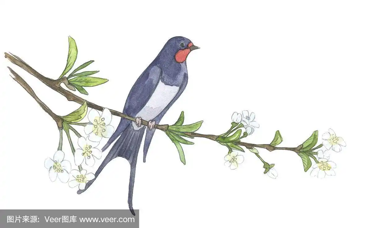 燕子,绘画插图,枝,水彩画,美