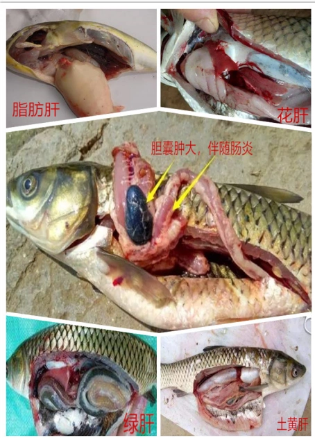 龙昌胆汁酸防治鱼类脂肪肝,花肝,白肝等肝胆综合征