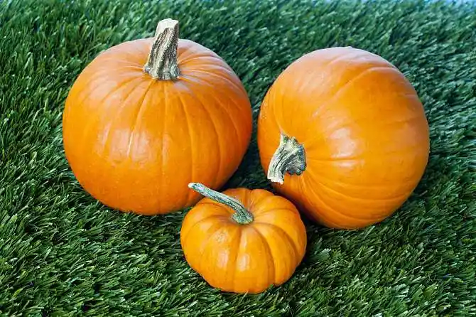 南瓜图片_图片大全