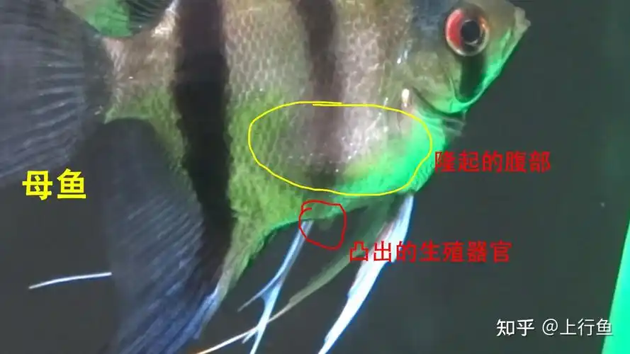 燕鱼公母区别图片