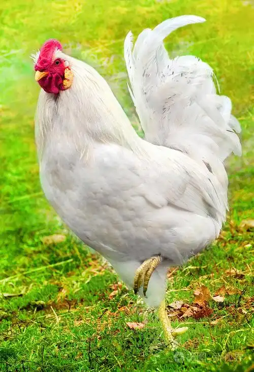 大 2496*3656px发票合同问题/查看作者其他作品查看更多>白色公鸡拍打