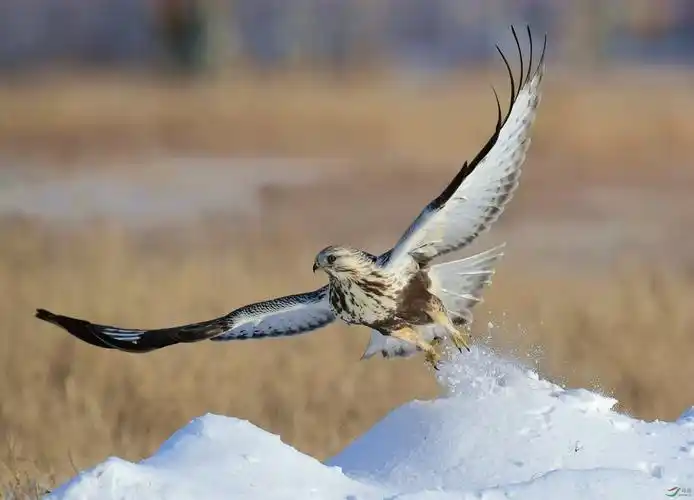 雪域雄鹰祝贺老师佳作荣获首页鸟类精华
