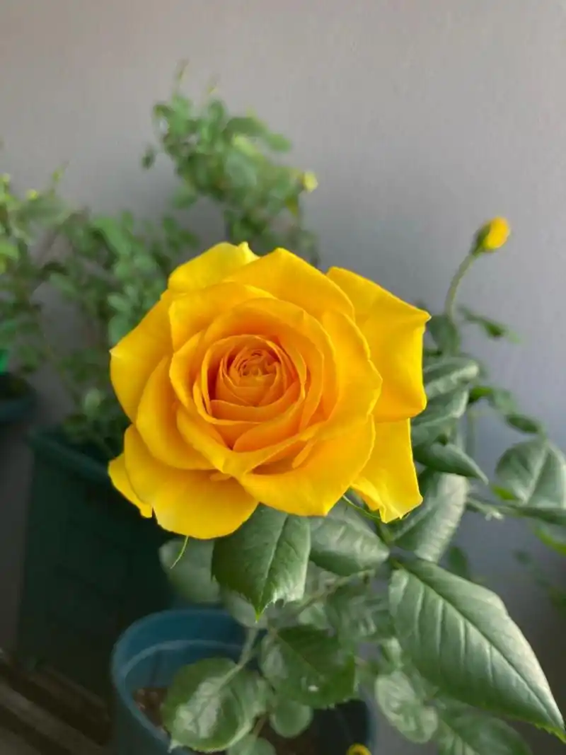 苏格兰黄油月季