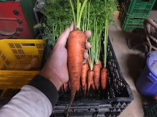 无农薬で育てた甘い人参☆人参ジュースに発送日に収获!