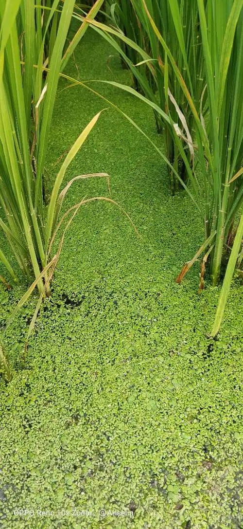 [水草图鉴] 浮萍