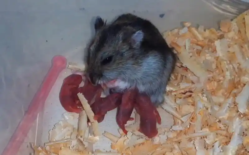 【仓鼠生宝宝】仓鼠生产全过程 鼠妈妈辛苦了