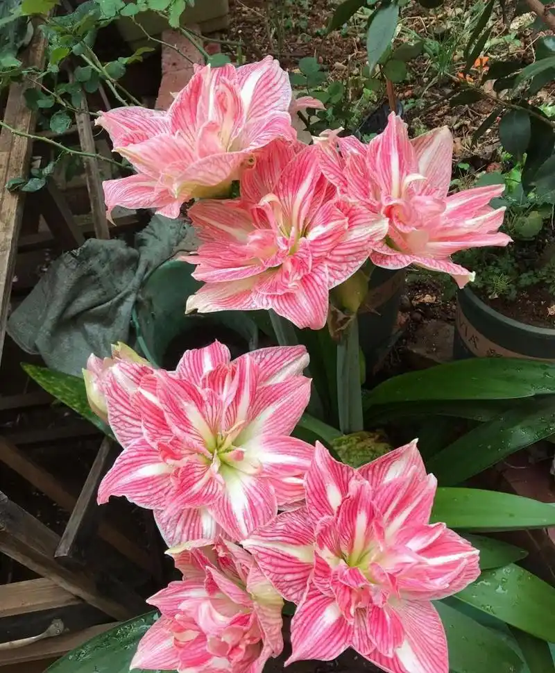 养花季节,养一棵朱顶红"美丽仙女"吧,大型球根类植物,把种球埋土里