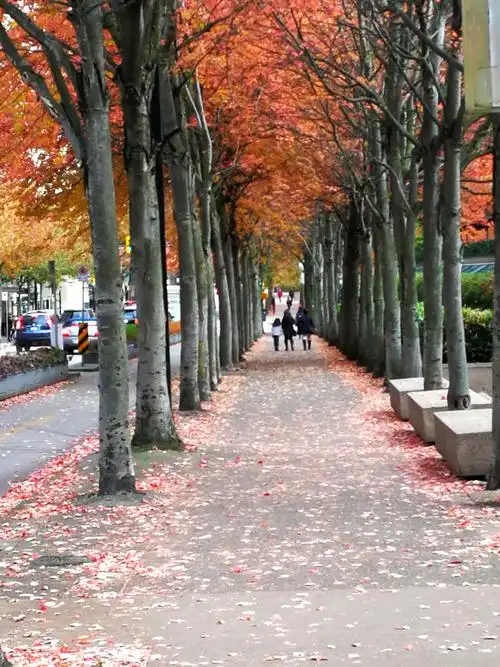 枫叶情 - 哥华枫叶大道2699 cambridge st, vancouver