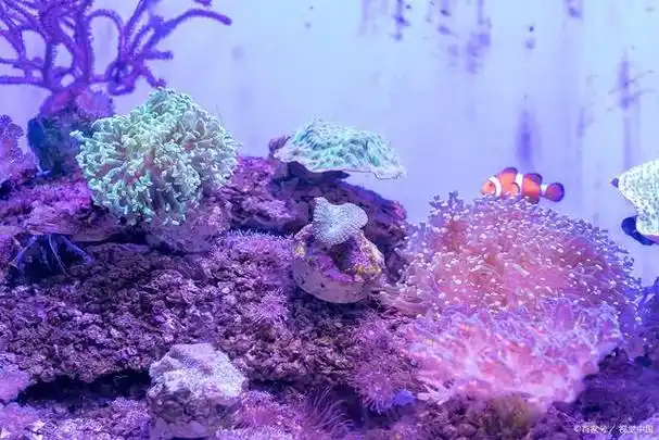 海底长什么样子珊瑚?探寻海底世界的神秘美景