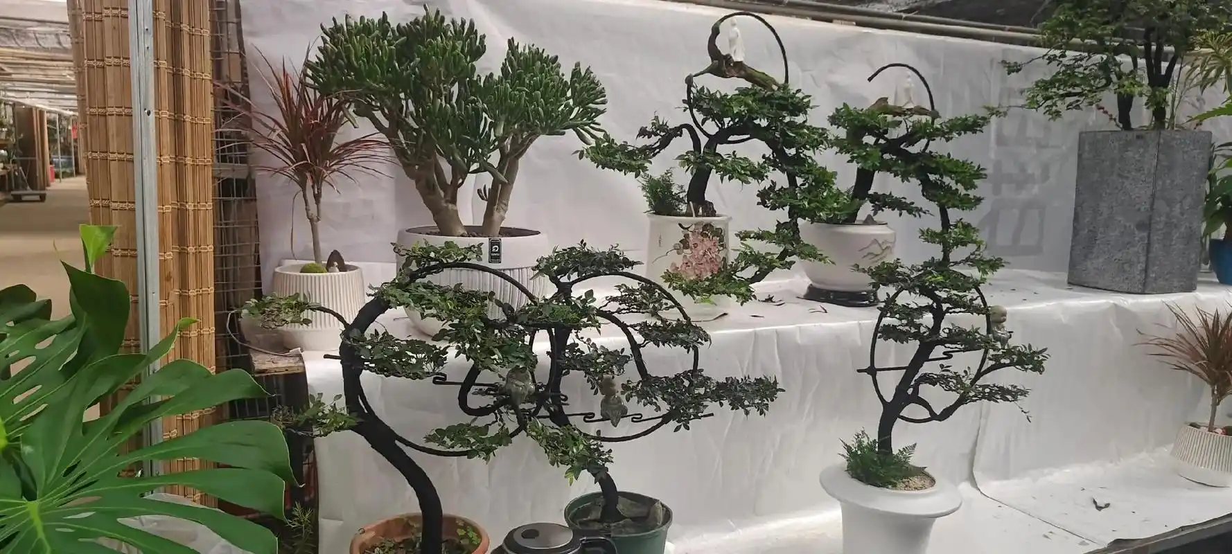 盆景艺术分享#花开富贵好运来 #好看的花一定要分享给你 # - 抖音