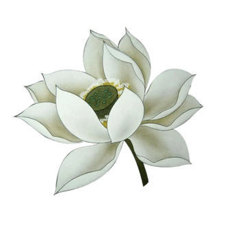 手绘白莲花