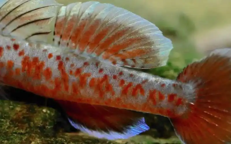 周氏吻虾虎鱼-密点版