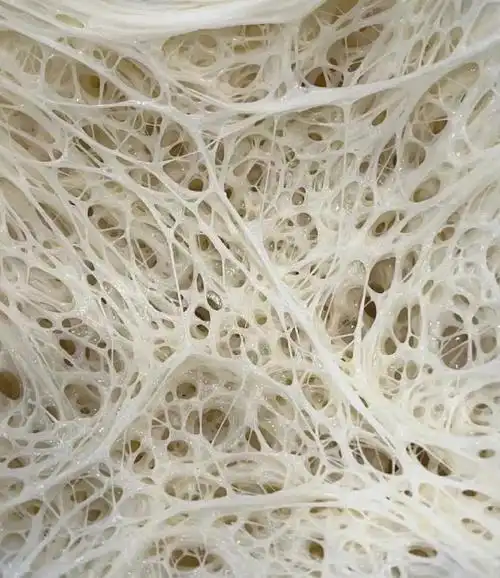 1酵母是什么酵母在制作面包最重要性