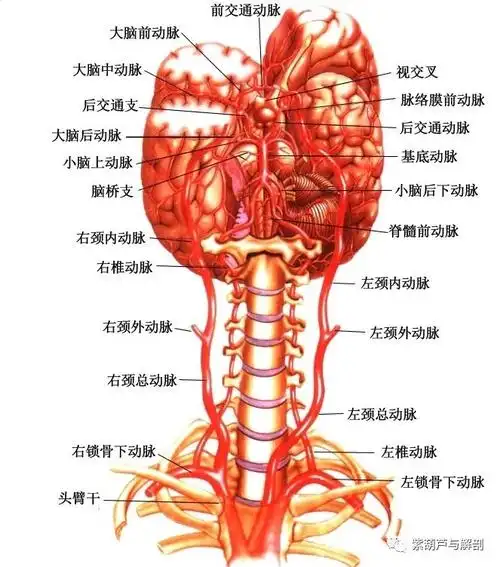 颈部血管认知 - 好大夫在线