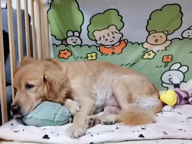 六岁的呆宝不皮肤病的话还是很可爱滴