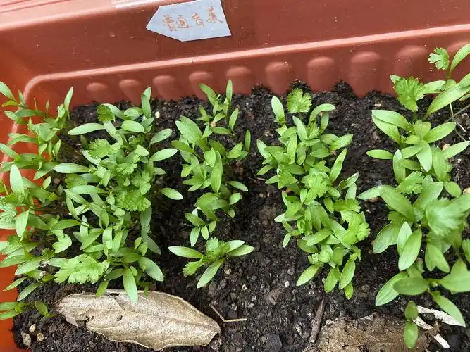 我的香菜发芽啦