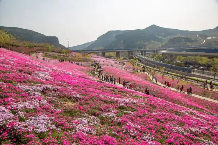 济南最大面积福禄考花海绽放