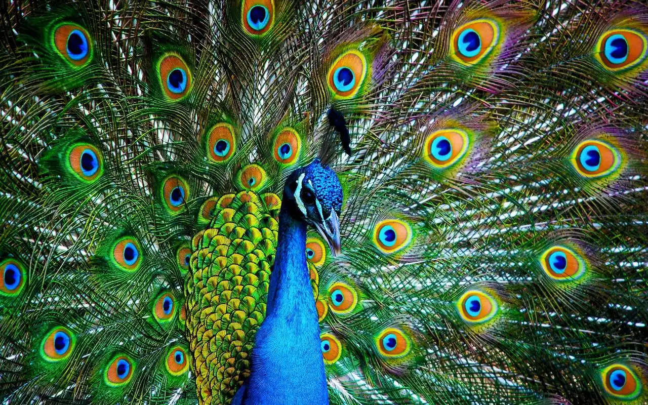 美丽孔雀开屏电脑壁纸图片高清大图预览其它尺寸_动物壁纸下载_美桌网