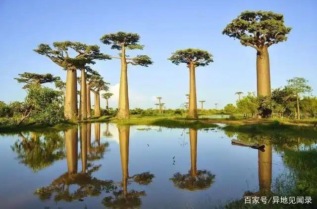 非洲大草原上的猴面包树为什么被称为"生命之树"?