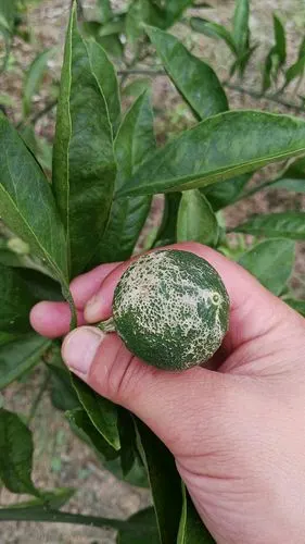 没有使用绿颖套餐的柑橘,灰霉病严重