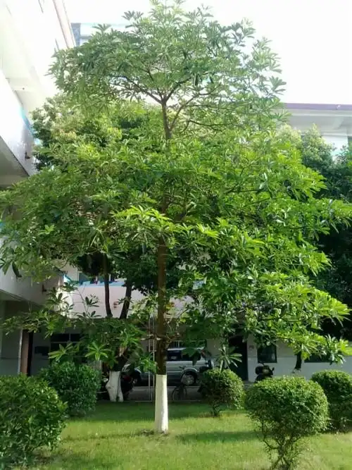 一种树,长在南方的,特征明显.