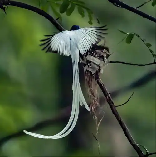 寿(绶)带鸟一摄于安徽绩溪溪马村