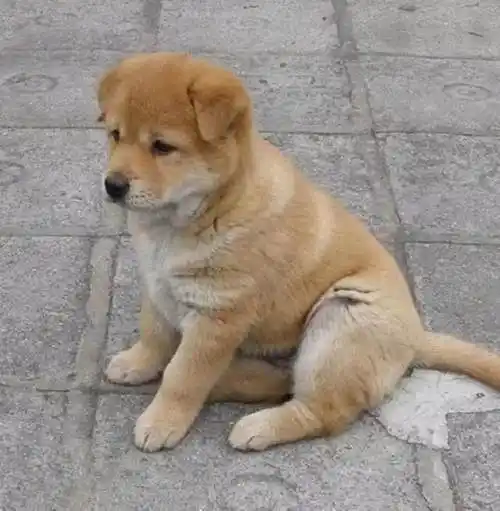 小土狗为了报恩,每天都帮主人占车位,下大雨了也依旧坚持_网易订阅