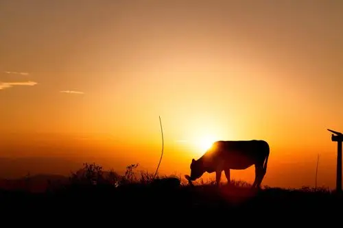 有牛与我立黄昏