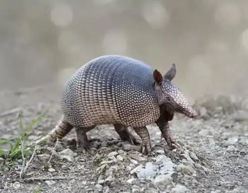 其中体型最小的倭犰狳体长只有90毫米左右,体长最大的是巨犰狳,体长