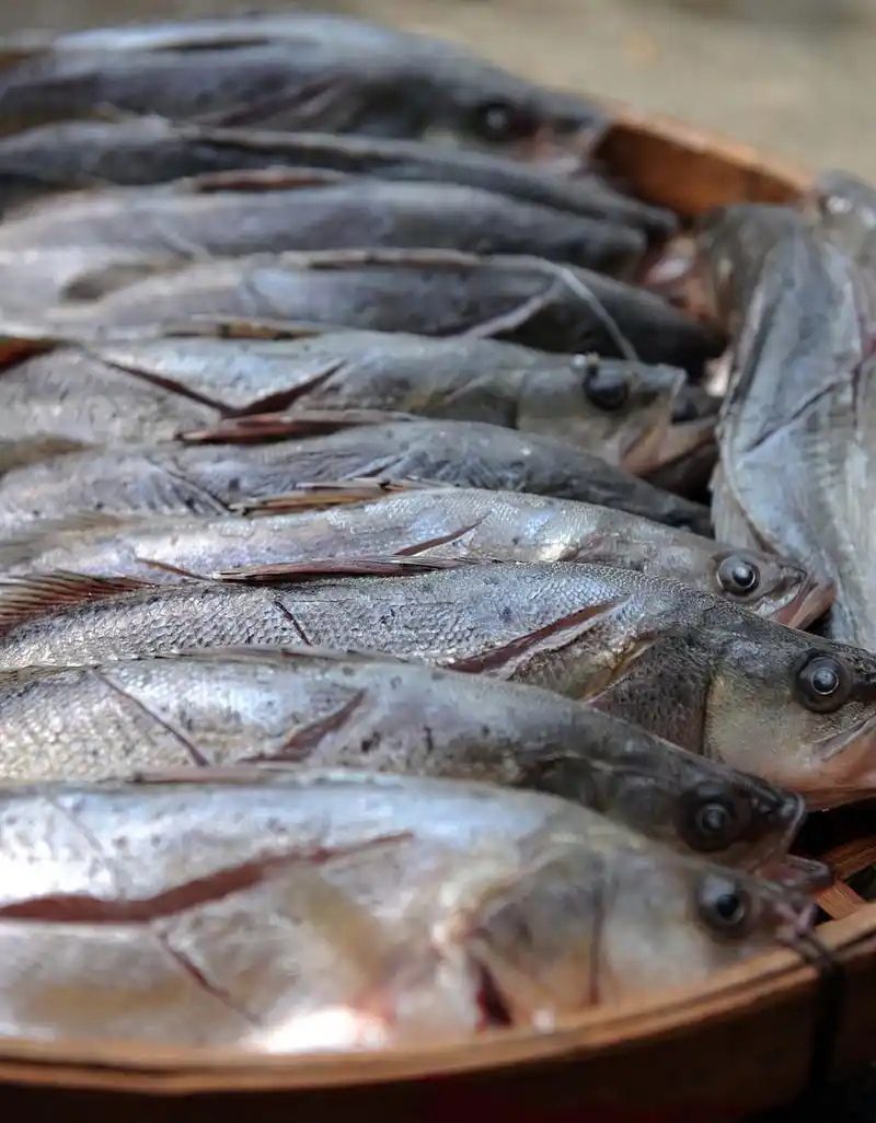 秋日生活创作季# 武昌鱼和鳊鱼的区别如下:  体型:鳊鱼的体型有胁侧